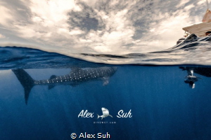 Over Under of Whale Shark by Alex Suh 